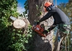 Tree Removal & Tree Trimming services in Vancouver WA and Portland metro area sidebar image