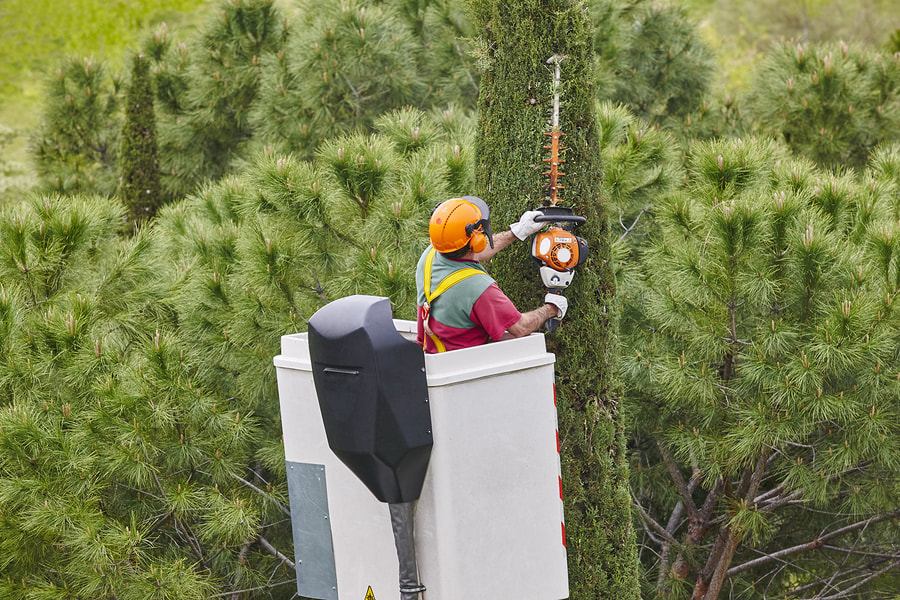 Tree Services in Tigard: Protecting Your Property and Enhancing Your Yard Image